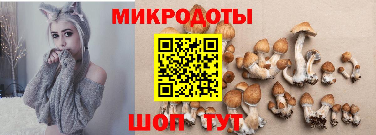 Псилоцибиновые грибы Psilocybe Вязьма